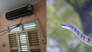 ஏசியிலிருந்து எட்டிப்பார்த்த கொம்பேறி மூக்கன்.. சித்தப்பு நீங்க எங்க இங்க! பதறிய மெக்கானிக்!