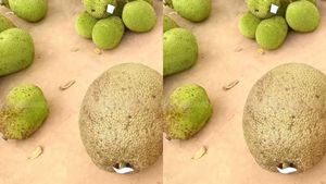 50 கிலோ பலாப்பழம் vs சாதாரண பலா… ₹2500 வரை ஏலம் போன ரகசியம் என்ன? புதுக்கோட்டையில் நடந்த அதிரடி!