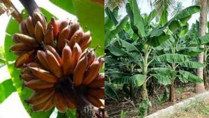 செவ்வாழை கிலோ ரூ.60.. பொள்ளாச்சியில் சர்ப்ரைஸ்.. கிடுகிடுவென ஏறிய விலை! கோவை விவசாயிகளுக்கு ஜாக்பாட்