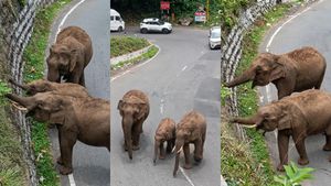குன்னூர் ரோட்டில் த்ரீ-ரோசஸ் ஹாரன் சத்தத்தை கேட்டு காட்டு யானைகள் ரியாக்ஷன் என்ன?