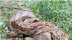 14 அடி மலைப்பாம்பு குரங்கை விழுங்க முயல.. வேலூர் மாந்தோப்பில் கூச்சலிட்ட குரங்குகள்.. உறைந்த விவசாயிகள்