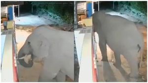 சுப்பிரமணி கேட்டை திறய்யா.. கோவை தடாகத்தில் யானையின் செயலால் ஆடிப்போன மக்கள் 