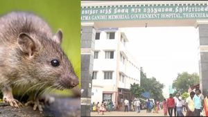 திருச்சி அரசு மருத்துவமனையில் அதிர்ச்சி! ஆபரேஷன் செய்த மூதாட்டியின் கால் கட்டை விரலை கடித்த எலி!