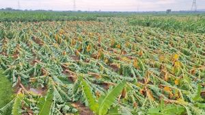5,045 ரூபாய் கட்டினால் லட்சம் 1 லட்சம் ரூபாய் லாபம்.. திருப்பூர் விவசாயிகளுக்கு முக்கிய அறிவிப்பு