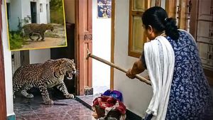 குன்னூரில் பட்டாசு சத்தத்தால் வீட்டில் புகுந்த சிறுத்தை.. கம்புடன் விரட்டிய 60 வயது நீலகிரி பூஜம்மா