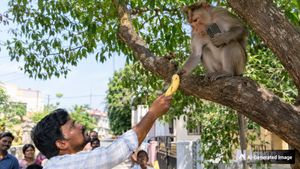 பொன்னேரியில் செல்போனை பறித்து சென்ற குரங்கு.. சூப்பர் ஐடியா உடன் போனவருக்கு ட்விஸ்ட்