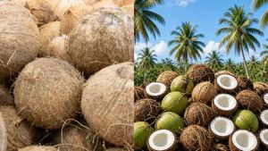தேங்காய் விலை எகிறுது.. ரூ.25-ல் இருந்து ரூ.52.. அடுத்து ரூ.70ஆ? தோப்பிலேயே விவசாயிகள் போட்ட பிளான்