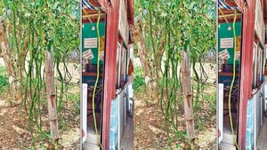 தேனி உழவர் சந்தையில் 5 அடி நீள முருங்கைக்காய்.. திடீர்னு குவிந்த கம்பம்.. இப்படி வளர என்ன காரணம்?