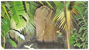 தோட்டத்தில் தெரிந்த கருப்பு உருவம்.. உலா வந்த ‘வேட்டையன்’.. சின்னதடாகம் மக்களுக்கு எச்சரிக்கை
