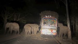 ஈரோடு ஆசனூரில் யானைகளுக்கு. அதிர்ஷ்ட விருந்து.. இரவோடு இரவாகக் கரும்பு காலி