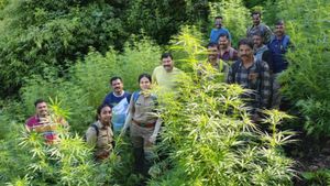 பாலக்காடு- கோவை எல்லையில் கஞ்சா தோட்டம்..  அறுவடைக்கே ரெடியா.. ஆடிப்போன அதிகாரிகள்