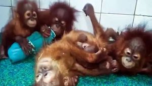 ஒடிசா காட்டில் 5 ஒராங்குட்டான்கள்.. மரத்தில் தொங்கியதை கண்டு ஆடிப்போன அதிகாரி.. இவங்க எப்படி இங்கே?