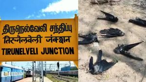Crows: நெல்லையில் சுருண்டு விழுந்து செத்து மடியும் காகங்கள்! என்ன காரணம்?