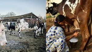 ஒரு நாளைக்கு 8 லிட்டர் பால்.. 10,000 பெண்களுக்கு இலவச கறவை மாடுகள்! தமிழக அரசின் சர்ப்ரைஸ் அறிவிப்பு 