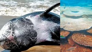 ராமநாதபுரத்தில் அக்டோபரிலும் அதிக வெயில்.. மன்னார் வளைகுடாவில் 3600 உயிரினங்களுக்கு ஆபத்தா? 