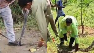 கழுத்தில் இரும்பு வளையத்துடன் நாகப்பாம்பு.. தேனி முருங்கை தோட்டத்தில் 12 அடி மலைப்பாம்பு.. என்ன ஆச்சு