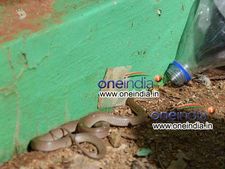 ఒకే ఇంట్లో బుసకొట్టిన 56 పాములు