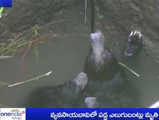 బావిలో పడిన ఎలుగుబంట్లు