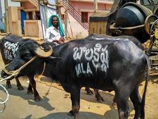 5 నెలలుగా బాలకృష్ణ రాలేదు: దున్నపోతులపై పేరు రాసి..