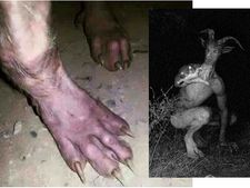 జిన్నారం అడవుల్లో ఏలియన్స్, గొర్రెల్ని చంపి తిన్నాయని, సిసిటీవీ ఫుటేజీలంటూ?(ఫోటోలు)