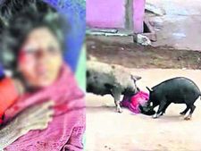 ఘోరం: మహిళపై దాడి చేసి, ఈడ్చుకెళ్లిన పందులు, తీవ్రగాయాలు (వీడియో)