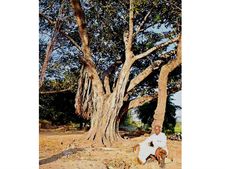ఈ చెట్టు కొడితే అంతే!...కాపలా కోసమే ఒక రెవిన్యూ ఉద్యోగి