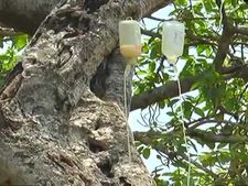 ‘పిల్లలమర్రి’కి ఎంత కష్టకాలం!: కాపాడేందుకు వందలాది సెలైన్లు ఎక్కిస్తున్నారు