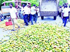 మామిడి రైతుల వ్యధ:మాగిపోతున్న మామిడి...వద్దంటున్న పల్ప్‌ ఫ్యాక్టరీలు 