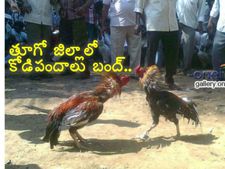 తూగో జిల్లాలో కోడిపందాలు బంద్...! నిబంధ‌న‌లు ఉల్లంగిస్తే క‌ఠిన చ‌ర్య‌లంటున్న ఎస్పీ..!!