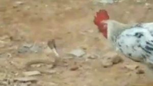 పాము - కోడిపుంచు పోరాటం: కోడి గెలిచింది.. పాము చచ్చింది..!! 