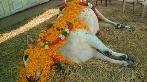 వృషభ రాజుకు కన్నీటి వీడ్కోలు.. ఘనంగా అంత్యక్రియలు