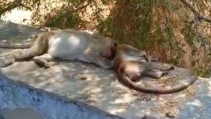  కర్నూలు జిల్లా గ్రామాల్లో భయం..భయం: కోతుల మృతి: మరి కొన్ని చావు బతుకుల్లో: పోస్టుమార్టమ్‌లో..!