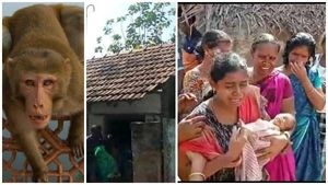 కవల పిల్లల్ని ఎత్తుకెళ్లిన కోతులు -ఇంటి పైకప్పు తొలగించి బీభత్సం -8రోజుల పసికందు మృతి