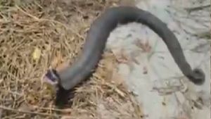  కరీంనగర్ జిల్లాలో వింత పాము: నోరు తెరిచి అరుస్తోంది(వీడియో)