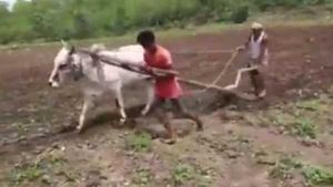  కాడెద్దుగా మారిన తెలంగాణ రైతు కుమారుడు: తొలకరి పలకరించినా..పొలం పనులకు దిగలేక