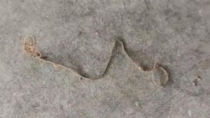 Strange Creature in Nellore : నెల్లూరు జిల్లాలో వింత జీవి కలకలం... భోజనం ప్లేట్‌లో ప్రత్యక్షం...