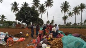 ఫ్లిప్‌కార్ట్‌లో అనంతపురం పండ్లు, కూరగాయలు: పుట్టపర్తి రైతులతో ఒప్పందం: కర్ణాటక రైతులతోనూ
