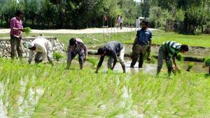 అరకోటి రైతాంగానికి భరోసా సాయం: రూ.2,190 కోట్లు: ఒక్క క్లిక్‌తో జమ: మూడు పథకాలకు నిధులు