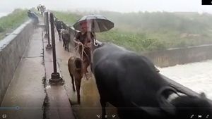 నీట మునిగిన తిరుపతి: మల్లెమడుగు రిజర్వాయర్ గేట్లు ఎత్తివేత