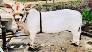 తెనాలి నుంచి హరిద్వార్ లోని బాబా రాందేవ్ ఆశ్రమానికి వెళ్లిన ఆవు
