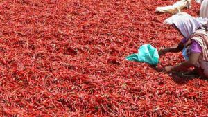 Mirchi: సిరులు కురిపిస్తున్న మిర్చి.. క్వింటాకు రూ.90,000 పలికిన ధర..
