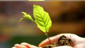 plants: లేడీ గెటప్ లో వెళ్లి రూ. లక్షల విలువైన మొక్కలు చోరీ, రాష్ట్రపతి అవార్డు, సీసీటీవీల్లో ! 
