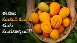 మామిడి ప్రియులకు చేదువార్త: ఈ సీజన్ మామిడి.. మహా ప్రియం; ఎందుకంటే!!