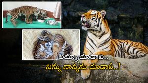 తల్లి పులి కోసం తల్లడిల్లుతున్న నాలుగు పులికూనలు; తల్లి చెంతకు చేరేనా?
