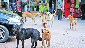  మరో ఘోరం: ఇంట్లో ఉన్న చిన్నారిపై నాలుగు కుక్కల దాడి, తీవ్రగాయాలతో మృతి