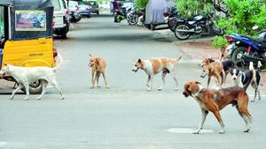 Street Dogs: ఆగని వీధి కుక్కల దాడులు.. భయపడుతున్న ప్రజల..
