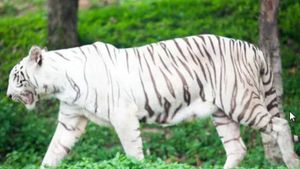 విశాఖ జూలో అరుదైన తెల్ల పులి మృతి