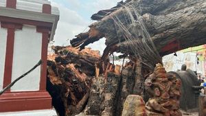 గోవిందరాజస్వామి ఆలయంలో అపశృతి: రావి చెట్టు కూలి వ్యక్తి మృతి