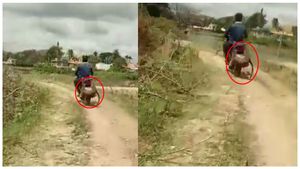 చిరుతకు చుక్కలు చూపించాడు.. బైక్‌కు కట్టి పట్టుకెళ్లాడు..!!