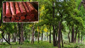 పార్టీ లేదా పుష్పా, ఎర్రచందనం చెట్లు కటింగ్, లైవ్ లో ఎన్ కౌంటర్ తో ది ఎండ్ ! 